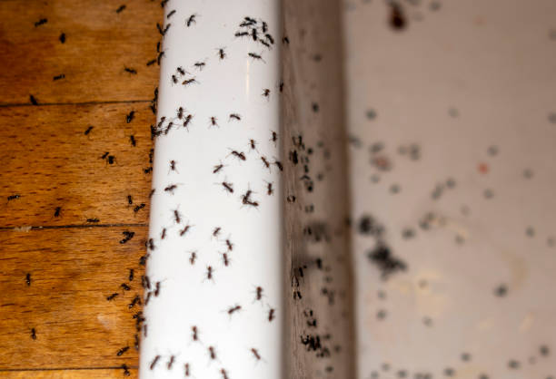 Best Best Pest Control Companies  in Buchanan Dam, TX