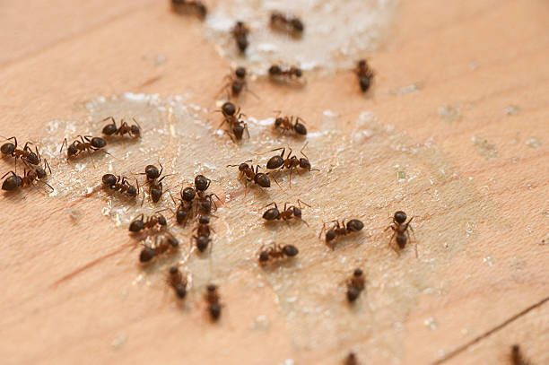 Best Mosquito Control Services  in Buchanan Dam, TX