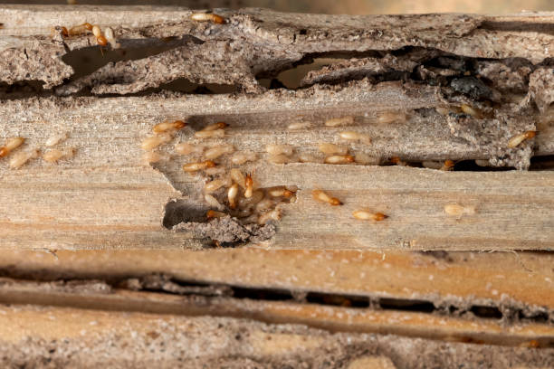 Best Wasp Removal Services  in Buchanan Dam, TX