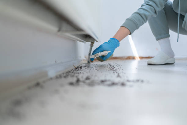 Best Termite Control Services  in Buchanan Dam, TX